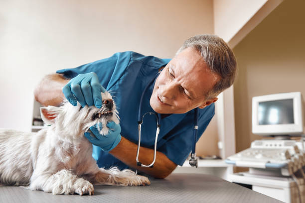 Best Root Canal Emergency Dentist  in Mangonia Park, FL